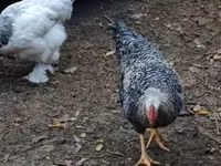 Chickens — photo 3