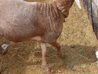 Carnero, Katum sheep — foto 4