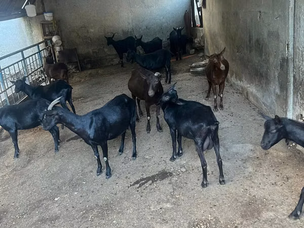 Chèvre, Murcia-Granada goats
