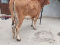 Vache, Bovins — photo 2