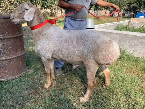 كبش, Arashan sheep
