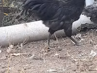 Australian Pit Game fowl — Foto 7
