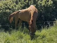 母马, Polish pony — 照片 7