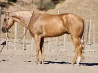 公马, Quarter Horse — 照片 1
