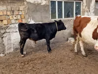 母牛, Swiss cattle — 照片 2