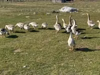 Geese — الصورة 1