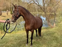 Yegua, Rocky Mountain Horse — foto 6