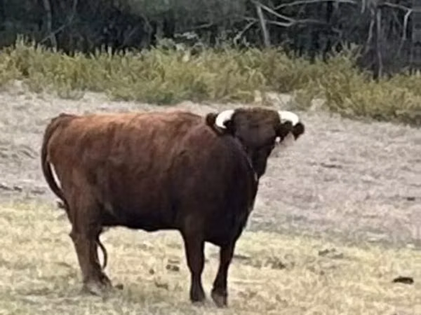 Vache, Dexter
