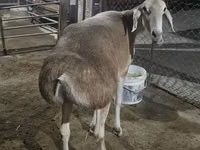 Oveja, Afghan Arabi sheep — foto 1