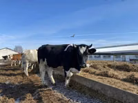 بقرة, Russian Black pied cattle — الصورة 2