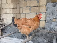 Chickens — फ़ोटो 2