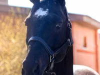 Caballo, Thoroughbred horse — foto 2