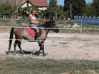 घोड़ी, Polish pony — फ़ोटो 4