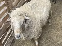 Widder, Merino sheep — Foto 4
