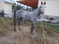 公马, Thoroughbred horse — 照片 1