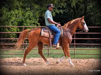 公马, American paint horse — 照片 6