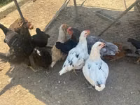 Ameraucana — foto 3
