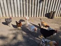 Chickens — photo 3