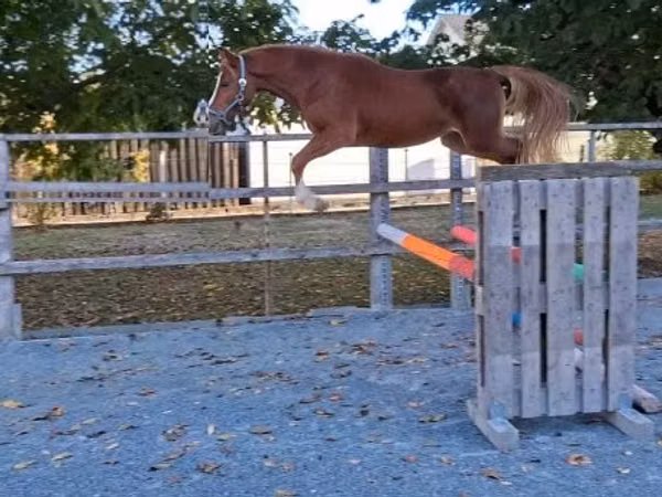 公马, Welsh Cob