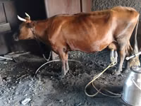 母牛, Red Steppe Cow — 照片 1