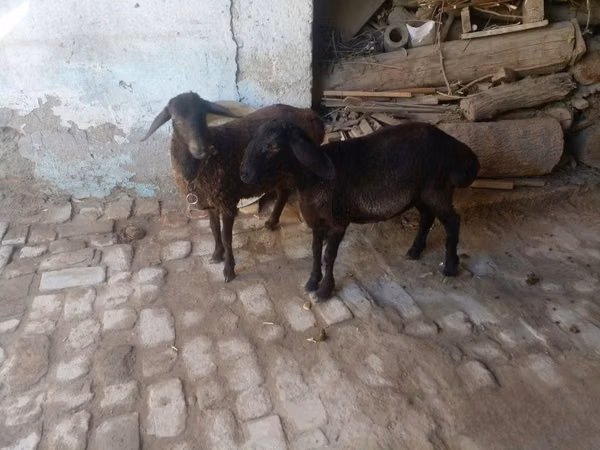 Widder, Rhon sheep