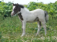 حصان, American shetland pony — الصورة 4