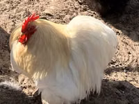 Pékin Bantam — photo 3