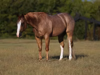 公马, Quarter Horse — 照片 2