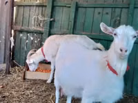 Cabra, Saanen goat — foto 4