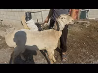 Ram, Arashan sheep — photo 2