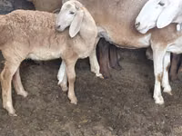 كبش, Arashan sheep — الصورة 7