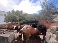 公牛, Red-spotted breed — 照片 4