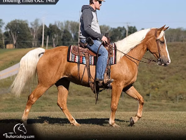 Jument, Palomino