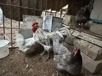 澳洲黑 — 照片 2