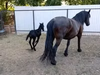 Stute, Friesian — Foto 4