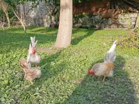 सेरामा — फ़ोटो 5