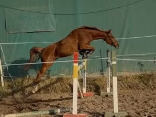 Кобыла, Кишбер