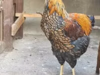 وياندوت — الصورة 1