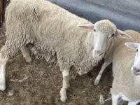 Widder, Merino sheep — Foto 2
