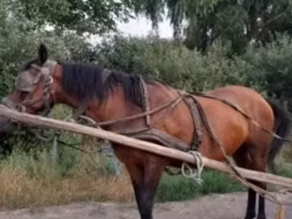 Jument, Hucul pony