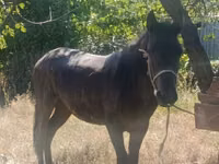 Cheval, French Trotter — photo 2