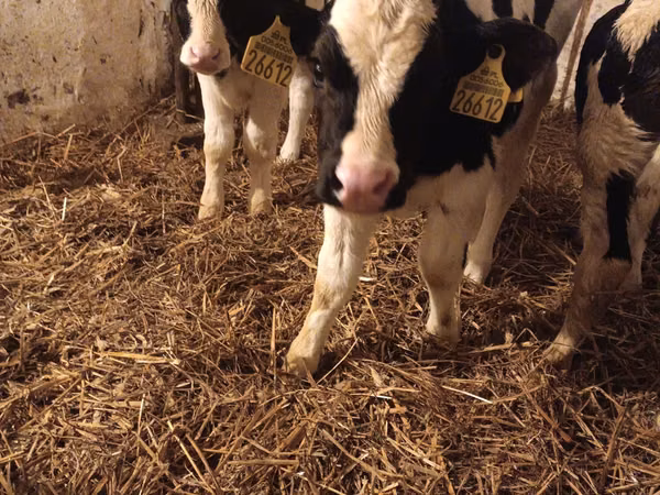 Bulle, Russian Black pied cattle