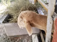 Ram, Sheep — photo 6