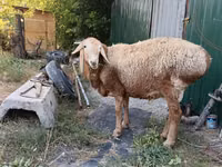 Carnero, Rhon sheep — foto 1