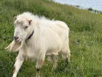 Billy Goat, LaMancha goats — photo 2