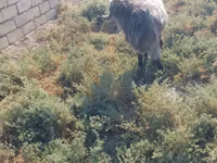 Billy Goat, Damask goat — photo 3