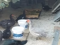 Canard musqué domestique — photo 7