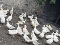 जर्मन पेकिन — फ़ोटो 2