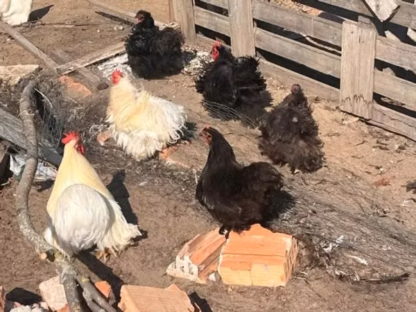 Pékin Bantam