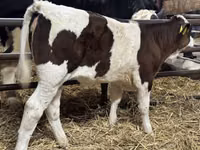 Rinder (Partie, Geschlecht nicht angegeben), Simmental cattle — Foto 2